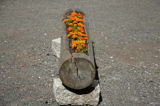 flowerpot with orange flowers annuals from carved spruce logs. The hollow trunk lined with stones serves as an improvised flowerpot in a cottage in the mountains by the gravel road parking area