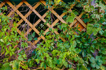 Branches of wild grapes with leaves on the wooden trellis of the garden gazebo. Hedge. High quality...