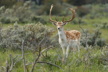 Fallow deer during the rutting season