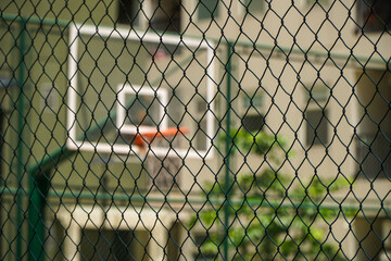 Blurred and defocused basketball ring behind wired chain link fence - Powered by Adobe