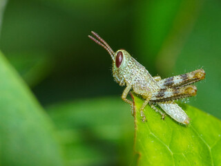 Macro photo of a nymph on green leaf, extreme close up photo of baby grasshopper on green leaf