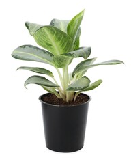 Beautiful Aglaonema plant in flowerpot isolated on white. House decor