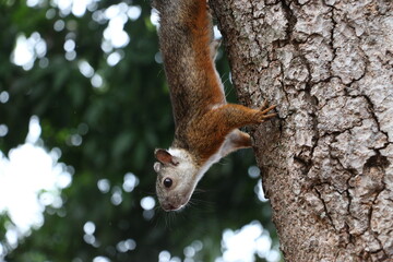 Squirrel on tree