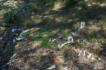 Big bone of an animal overgrown with moss and lying on a pine-covered forest floor. Sunny day,...