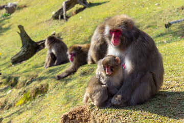 Monkey Park in Kyoto (Japan)