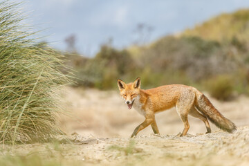Red fox in naturen a sunny day in September