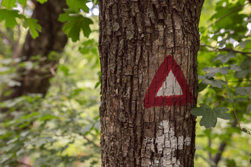 Naklejka premium walking sign on trees in forest