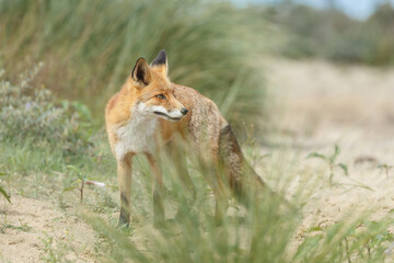 Red fox in naturen a sunny day in September