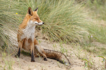Red fox in naturen a sunny day in September
