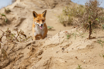 Red fox in naturen a sunny day in September