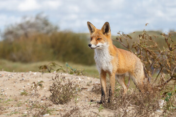 Red fox in naturen a sunny day in September
