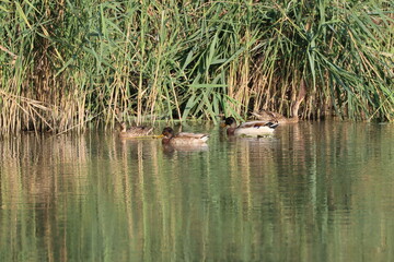 mallard ducks in the mincio park in Mantua