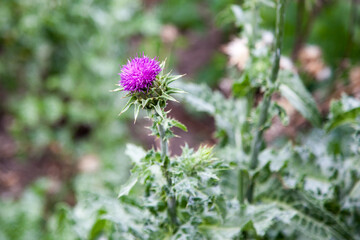 thistle