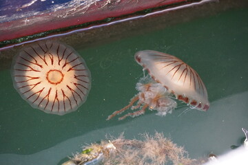looking down at compass jellyfish moving in water close up