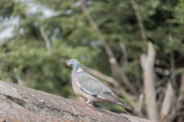 pigeon on a branch