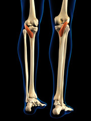 Posterior Popliteus Muscles in Isolation on Human Leg Skeleton, 3D Rendering