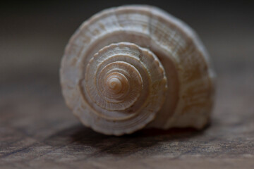 shell on a wooden background