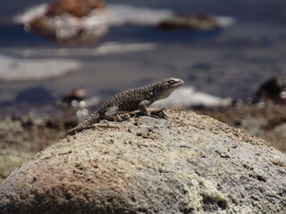 Fotos tomas en un viaje a San Pedro de Atacma, Chile en el año 2017