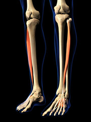 Extensor Digitorum Longus Muscles in Isolation on Human Leg Skeleton, 3D Rendering