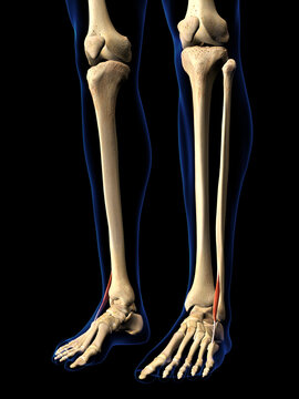 Peroneus Tertius Muscle in Isolation on Human Leg Skeleton, 3D Rendering on Black