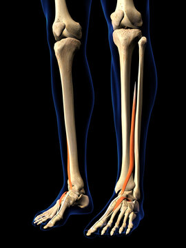 Male Extensor Hallucis Longus Muscle in Isolation on Human Leg Skeleton, 3D Rendering on Black