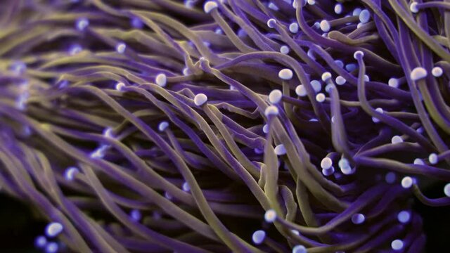 Beautiful euphyllia lps coral in coral reef aquarium tank. Macro shot. Selective focus.