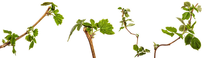 green raspberry garden leaves on a white background. set, collection
