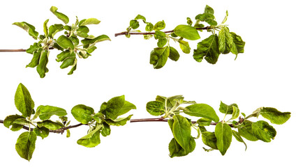 apple tree branches with green leaves on a white background. set, collection