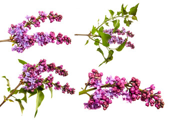 lilac bush branch with blooming inflorescences on a white background. set, collection