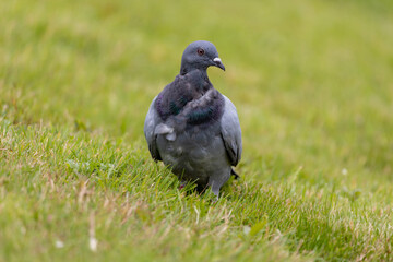 Pigeon on the grass
