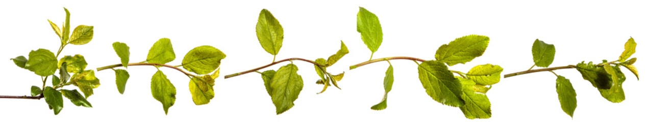 branch of wild apple tree with green leaves on a white background. set, collection