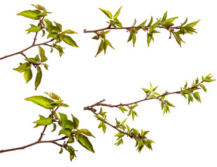apricot tree branch with green leaves on a white background. set, collection