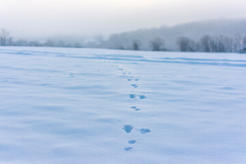 Bird Tracks in the Snow