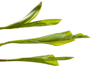 Fototapeta premium green lily of the valley leaves on a white background. set, collection