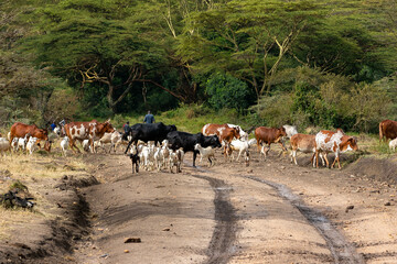 Naklejka na ściany i meble ケニアのマサイマラ国立保護区近くで見た、牛やヤギなど家畜の大群