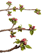 apple tree branch with green leaves and blooming flowers on a white background. set, collection
