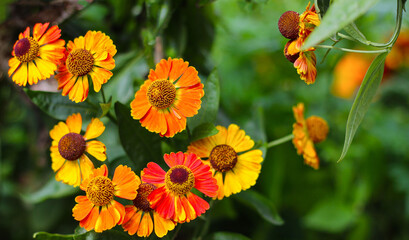 Beautiful autumnale Helenium on a green background