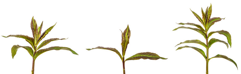green sprouts of phlox flowers on a white background. set, collection