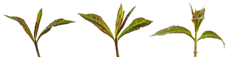 green sprouts of phlox flowers on a white background. set, collection