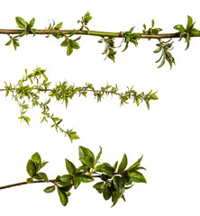 tree branch with young green leaves on a white background. set, collection