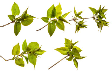 Lilac bush branch with small green leaves. on white background. set, collection