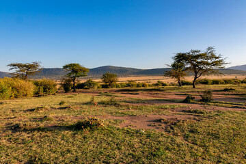 ケニアのマサイマラ国立保護区で見た、朝の野原と青空
