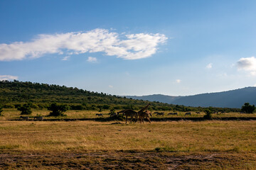 ケニアのマサイマラ国立保護区で、遠くに見えるマサイキリンの群れと青空