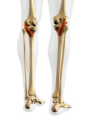 Posterior Popliteus Muscles in Isolation on Human Leg Skeleton, 3D Rendering