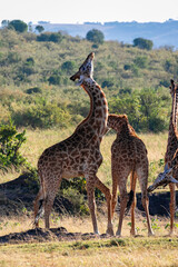 Naklejka na ściany i meble ケニアのマサイマラ国立保護区で見かけた、マサイキリンの群れ