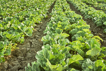 Field of organic lettuce growing in a sustainable farm