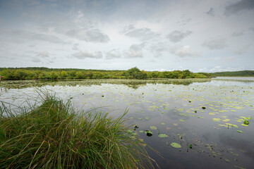 Views of the Natural Reserve of the Courant d’Huchet, next to the Lake of Leon, in the Landes Department, France