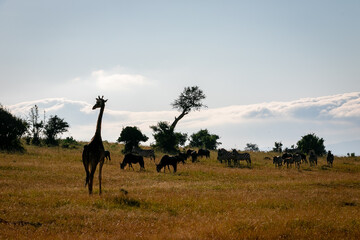 Naklejka na ściany i meble ケニアのマサイマラ国立保護区で見かけた、マサイキリンやシマウマ・ヌーのシルエットと空