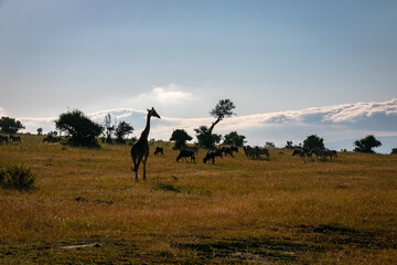 Fototapeta na wymiar ケニアのマサイマラ国立保護区で見かけた、マサイキリンやシマウマ・ヌーのシルエットと空