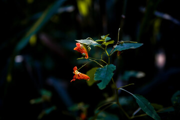 red and yellow flower